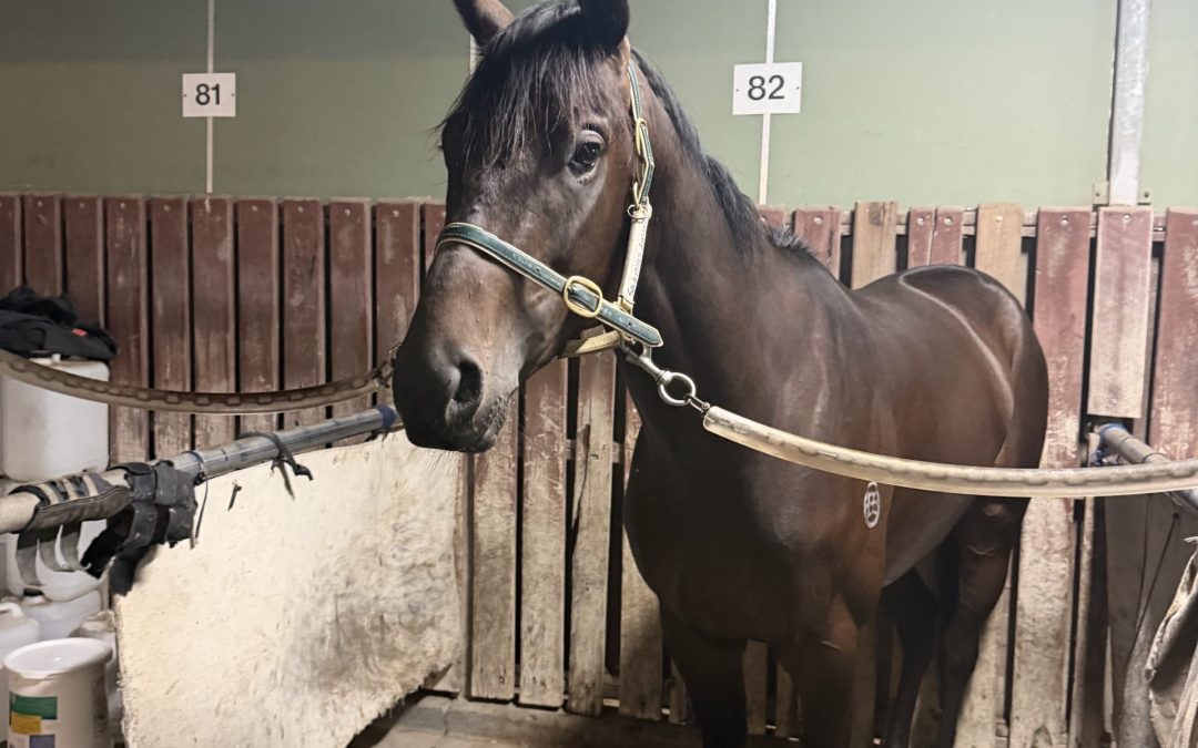 Shamus Award X Ambers Chant