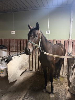 Shamus Award X Ambers Chant