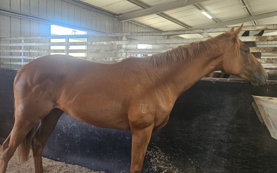 Un-named (Xtravagant – Cosmic Rose)