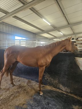 Un-named (Xtravagant - Cosmic Rose)