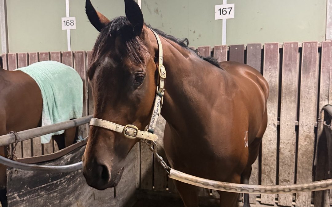 Un-named (Russian Camelot – Countess De Galvez)