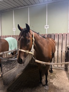 Un-named (Russian Camelot - Countess De Galvez)